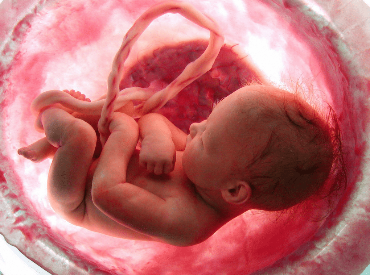 Fetal heart formation