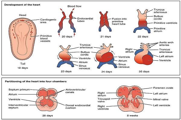 Fetal heart formation1