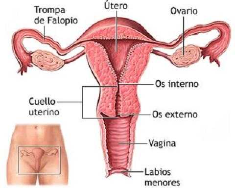 cervical cancer