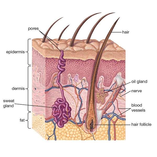 Hair sebaceous glands