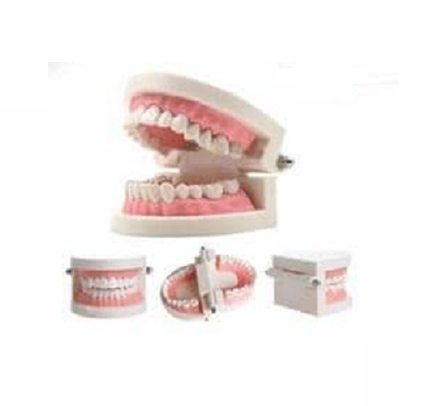 مولاژ دندان اندازه طبیعی