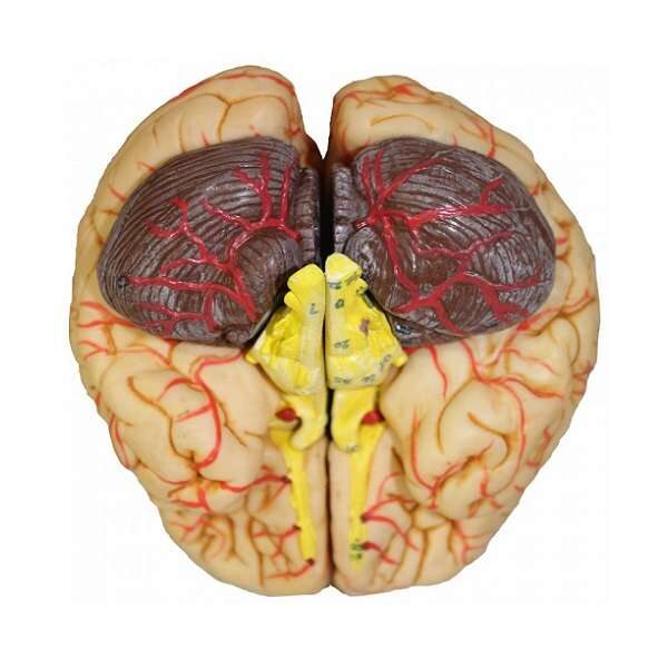 مولاژ 8 قسمتی مغز انسان