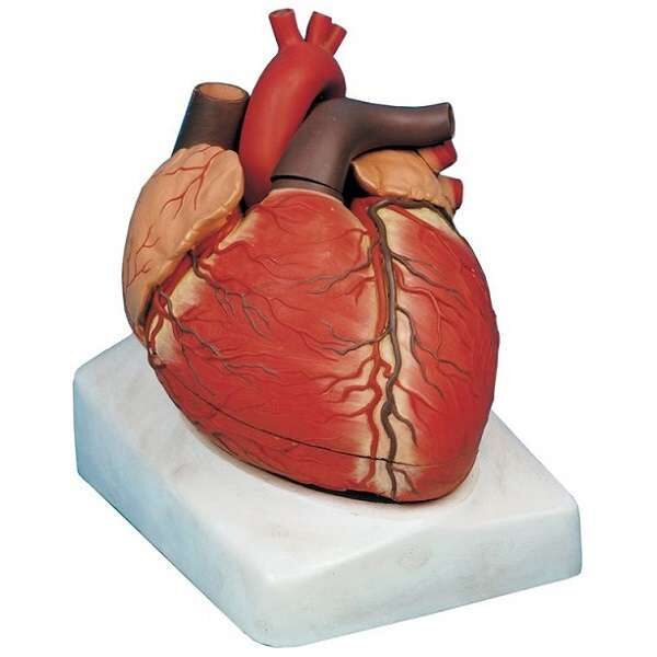 مولاژ قلب ، 3 برابر اندازه طبیعی